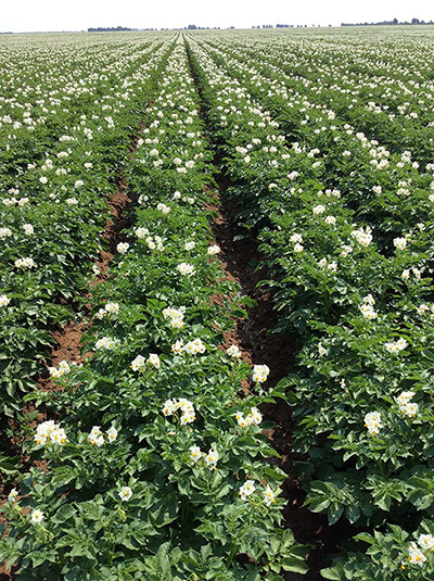 马铃薯养殖基地