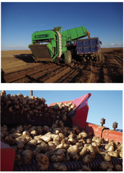 马铃薯种植基地